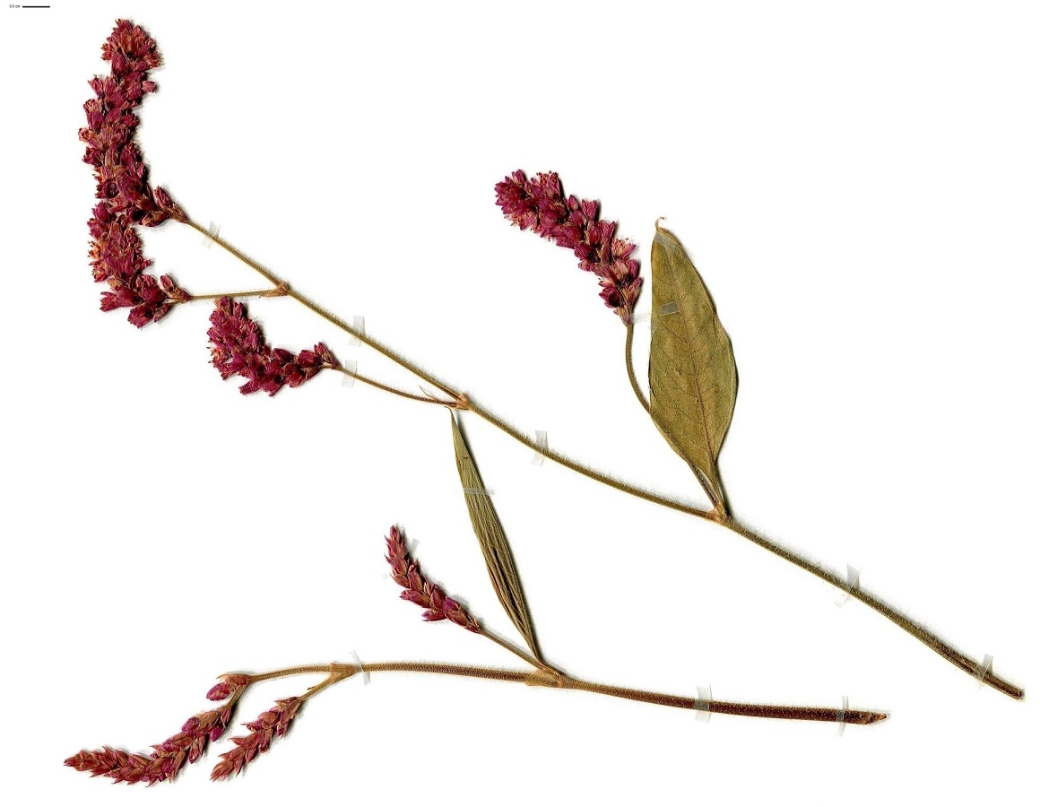 Persicaria orientalis (Polygonaceae)